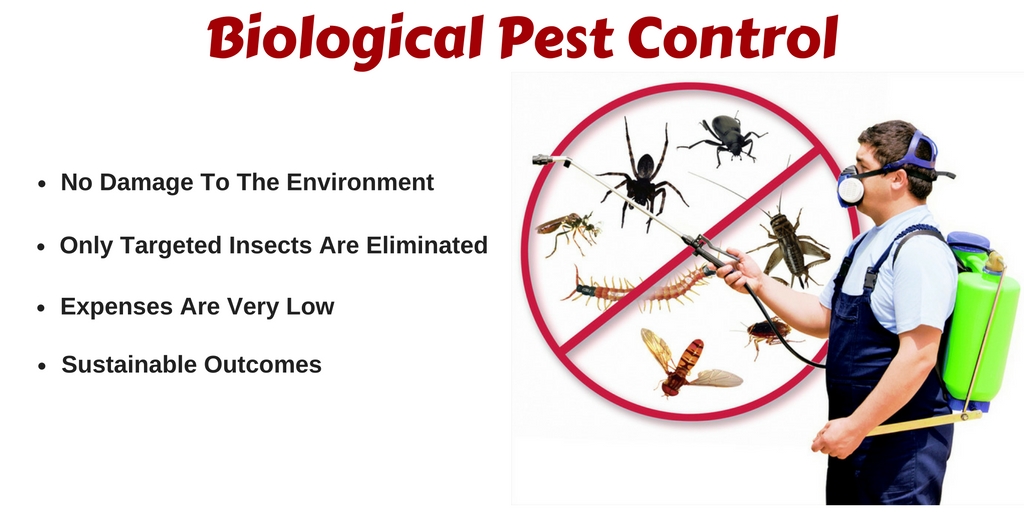 Pest Control Services Utah
